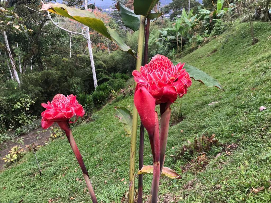 Hotel Green Mountain Turrialba Ngoại thất bức ảnh