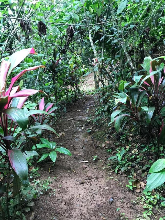 Hotel Green Mountain Turrialba Ngoại thất bức ảnh